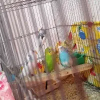 مرغ عشق 4 عدد یکجا