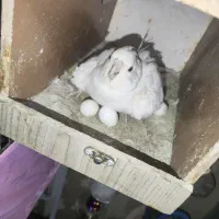 عروس هلندی جفت نر و ماده|پرنده|ری, شهید بهشتی|دیوار