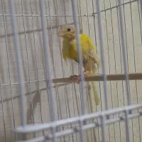 قناری ماده مست تاتی بده