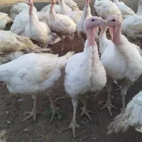 بوقلمون گوشتی سبک وزن 7 کیلو تا 12 کیلو|حیوانات مزرعه|تایباد, |دیوار