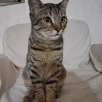 گربه ی خانگی ماده / ۴ماهه|گربه|رودسر, |دیوار