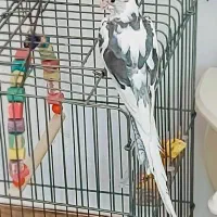 عروس هلندی نر