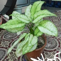 گل خونگی زنده