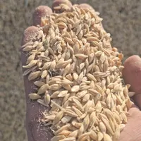 جو محلی -آب خورده -درجه یک برا بذر و دام