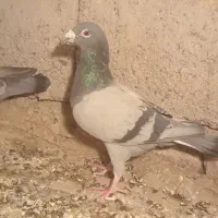 کفتر مسافتی|پرنده|صابری, |دیوار