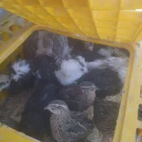 جوجه محلی سلطان جوجه رنگی بلدرچین|حیوانات مزرعه|کوخرد هرنگ, |دیوار