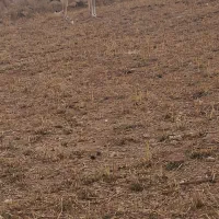 سگ سرابی گله ای