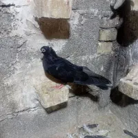 زاغ|پرنده|اهواز, کوی فرهنگیان ۲|دیوار