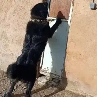 نر نه ماهه اصیل