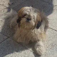 سگ شیتزو|سگ|سیرجان, |دیوار