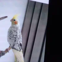 عروس هلندی گم شده