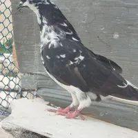کبوتر گمشده