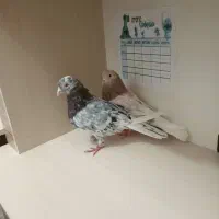 یه جفت کفتر سرور هوای به شرط|پرنده|محمدشهر, محمدشهر|دیوار