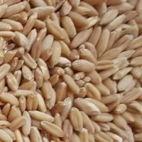 گندم فروشی بدون سم حدود ۵۰۰ کیلو قیمت ۲۳هزار