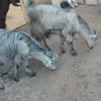 دوتا کهره ماده