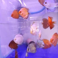 دیسکس حدود دو نیم سه اینچ پوزه خرگوشی|ماهی|مشهد, فاطمیه|دیوار