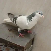 نر شامی نر اصفهانی|پرنده|خرم‌آباد, |دیوار