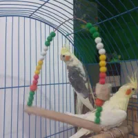 عروس هلندی نر و ماده مولد با قفس