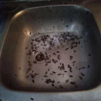 شرکت سمپاشی سوسک و ساس با ضمانت هر مناطق شهر مشهد|خدمات نظافت|مشهد, شاهد (شهرک غرب)|دیوار