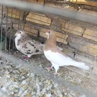 کبوتر رنگی|پرنده|اردکان, |دیوار
