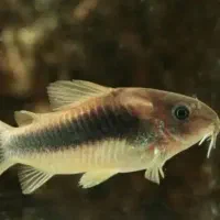 آف ویژه و فروش زمستانه ماهی سالن پرورش بهزادآکوا|ماهی|مشهد, کوی راد|دیوار