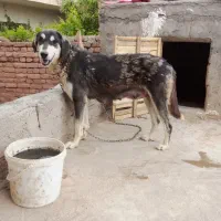 ماده یک ساله عراقی با توله