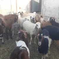 میش وبز فروشی