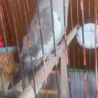 عروس هلندی|پرنده|کتالم و سادات شهر, |دیوار