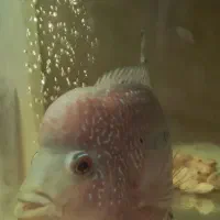 ماهی فلاور ماده