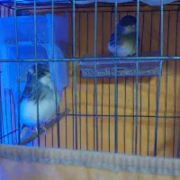 قناری گلاستر