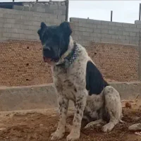 لاس خراسانی آلابای قدرجونی سرابی