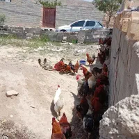 مرغ محلی جوان و خروس و جوجه محلی