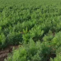 اجازه-زمین-کشاورزی-5-هکتار-آب-بدون-نوبت-10-تا-5سال