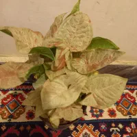 سینگونیوم ابلق