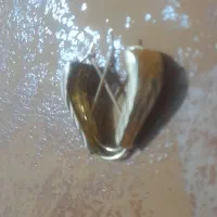 طلا نو ۳ درصد بالای تابلو