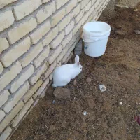 بچه خرگوش بازیگوش|موش و خرگوش|کاشان, فاز ۲ ناجی آباد|دیوار