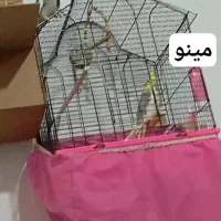 جفت عروس هلندی