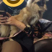 پامر ماده اصیل