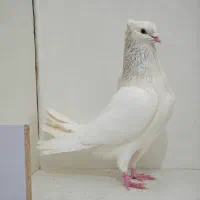 دو جفت کله آبی و الماسی/خوشتیپ عتیقه