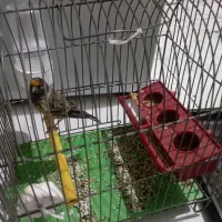 سهره گلبسر رام ریزخون