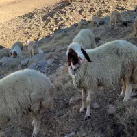 گوسفند سنجابی