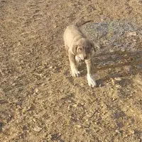 سگ پژدر|حیوانات|کلاترزان, |دیوار