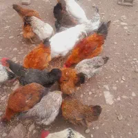 فروش انواع حیوانات مرغ وخروس اردک