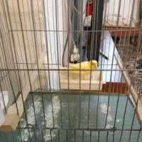 قناری سوپر بلند بخون|پرنده|تهران, مسعودیه|دیوار