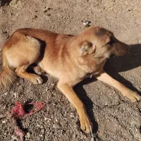 سگ گله ۸ ماهه