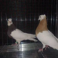 طوقی