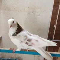 سه عدد کفتر پرشی کفتر کفتربازی