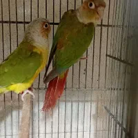 گرینچیک جفت بالغ