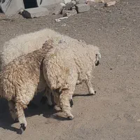 بره ماده کاورر چاق کهره بزه|حیوانات مزرعه|جیرفت, |دیوار