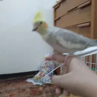 عروس هلندی ماده